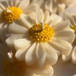Vela de Margarita 🌼