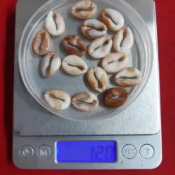 CARACOL MOTEADO 19 MM 12 GRAMOS