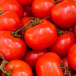 Tomate 