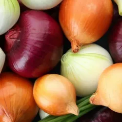 Cebolla 