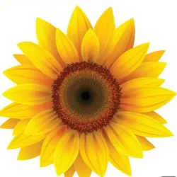 PEGATINA VINILICA GIRASOL