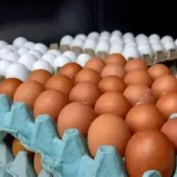 CARTÓN DE HUEVOS