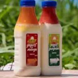 Yogurt Santa Ana Probiotico con Mango