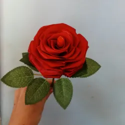 Rosa individual