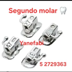 Tubos molares. 2do Molar