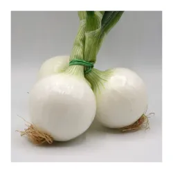 Cebolla Blanca
