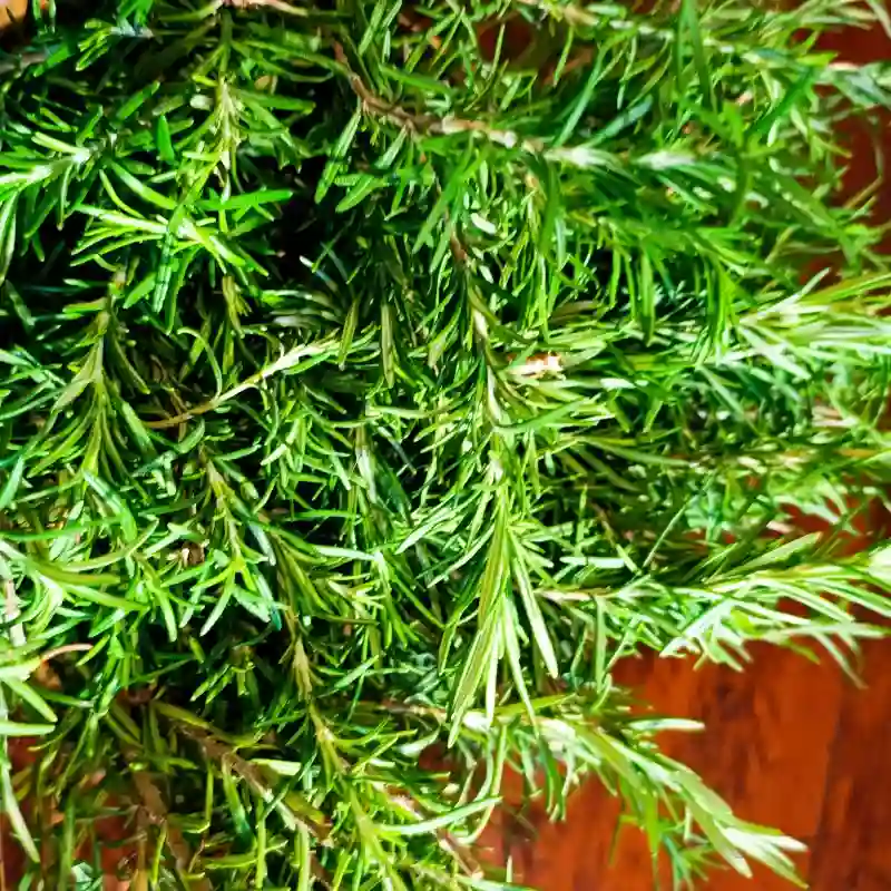 Aceite de Romero 30ml