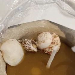 Velitas con caracolas