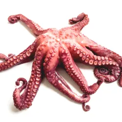 Pulpo