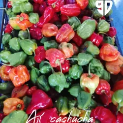 Ají cachucha