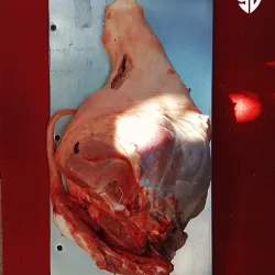Pierna de Cerdo