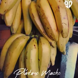 Plátano Macho