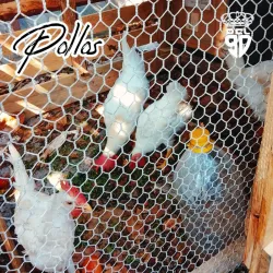 Pollos