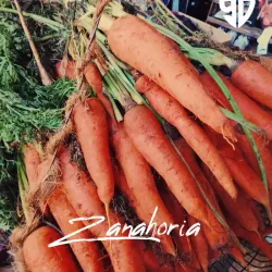 Zanahoria