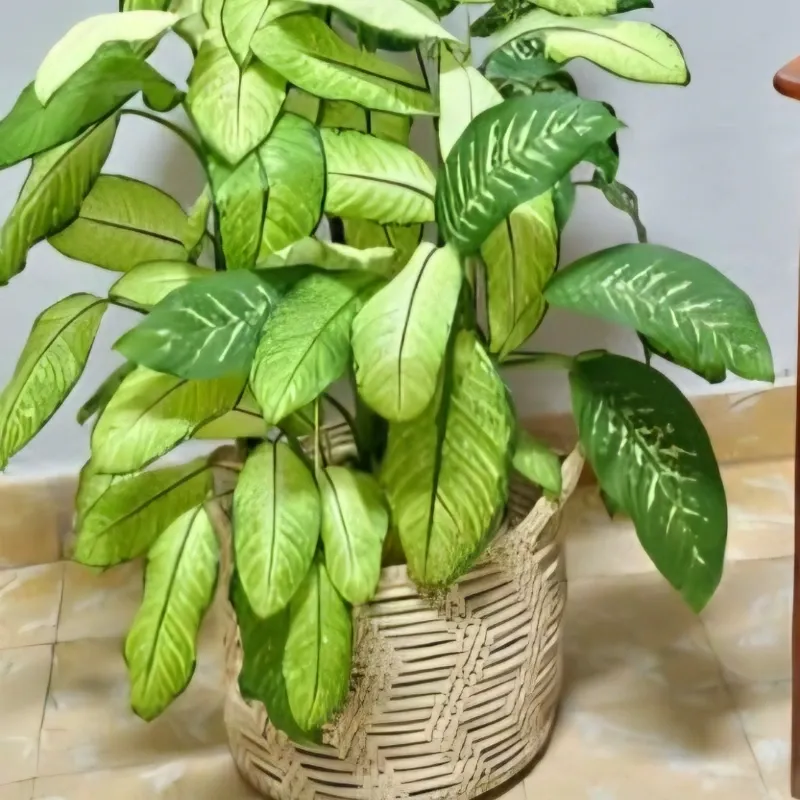 Cestos