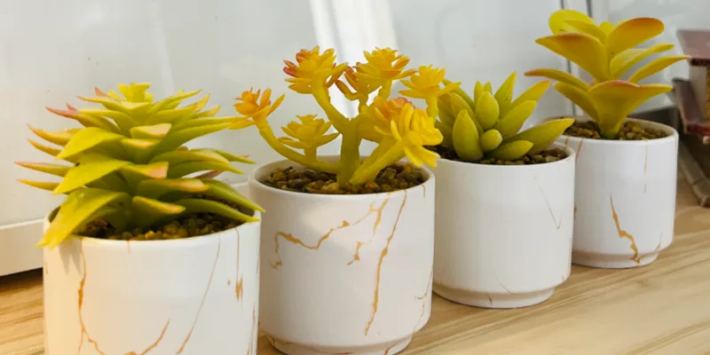 Set de plantas decorativas 🌱 
