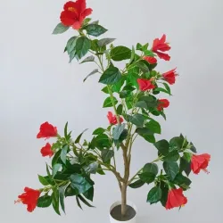 Planta