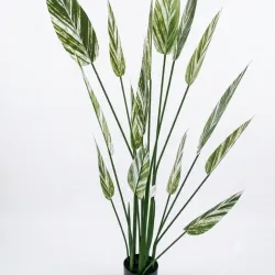 Planta