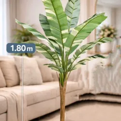 Planta banano