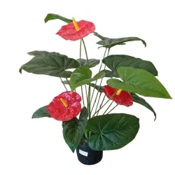 Planta