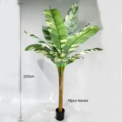 Planta