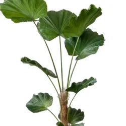 Planta