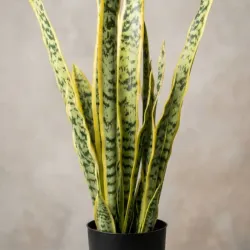 Planta