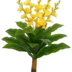 Planta