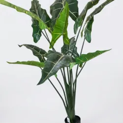 Planta