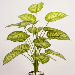 Planta