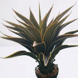 Planta