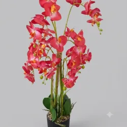 Planta