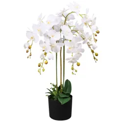 Planta