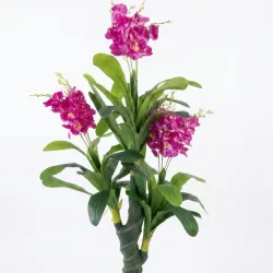 Planta