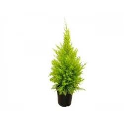 Planta