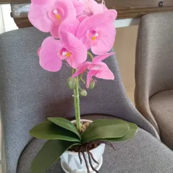 Orquídea de adorno