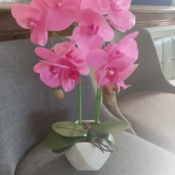 Orquídeas de adorno