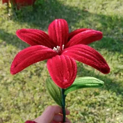 lirio