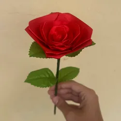 rosa clásica 
