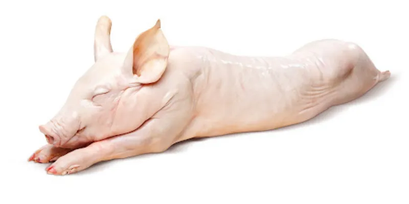 Cerdo entero
