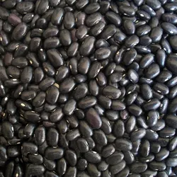 Frijol negro