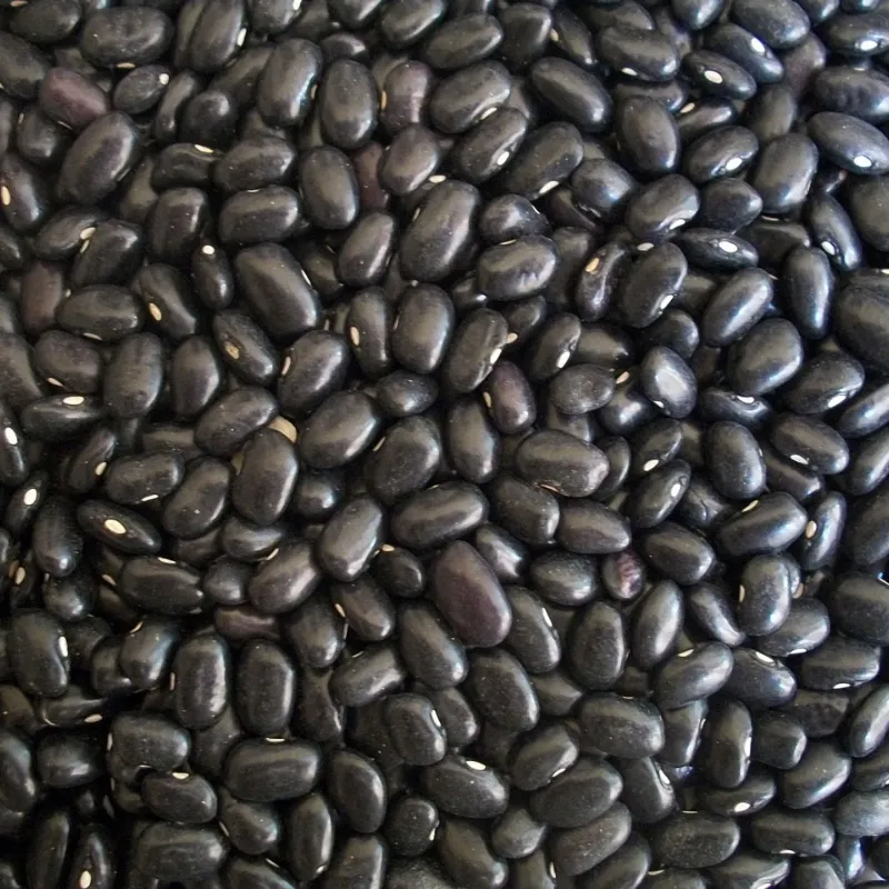 Frijol negro