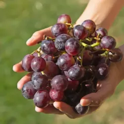 Uvas 🍇