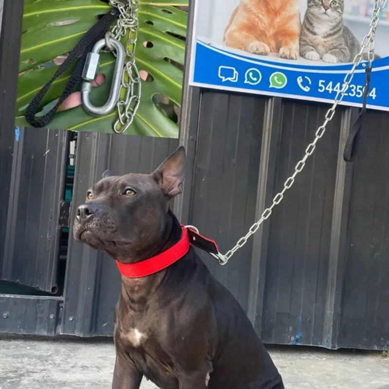 CADENA DE ACERO INOXIDABLE PARA PERROS MEDIANOS Y GRANDES