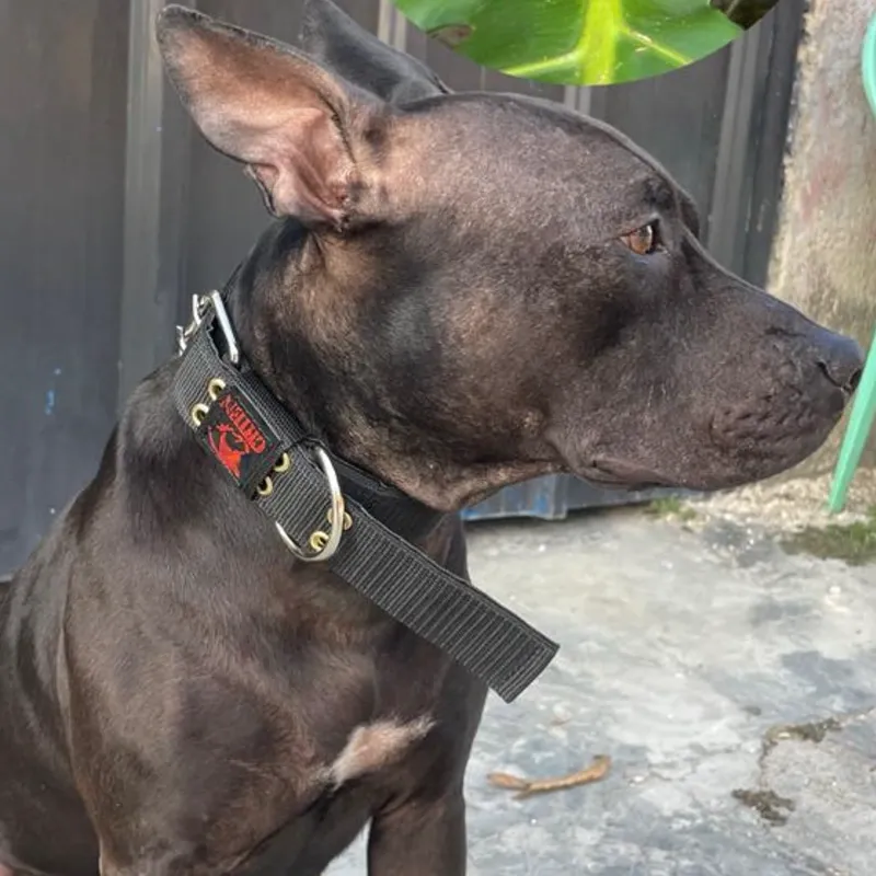 COLLAR DE PASEO 3.8 REFORZADO