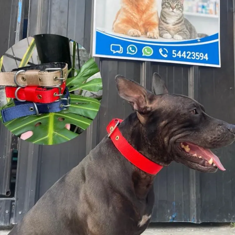 COLLAR DE PASEO REFORZADO PARA PERROS GRANDES Y FUERTES