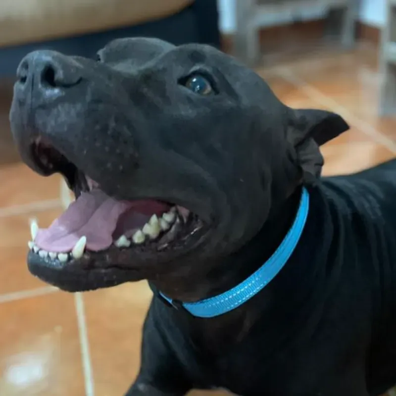 COLLAR REFLECTANTE PARA MASCOTAS