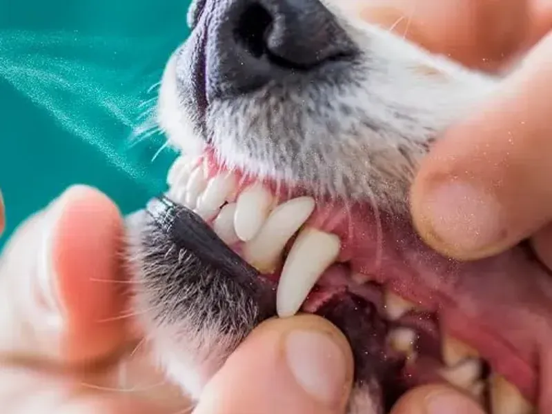 Cuidado Dental