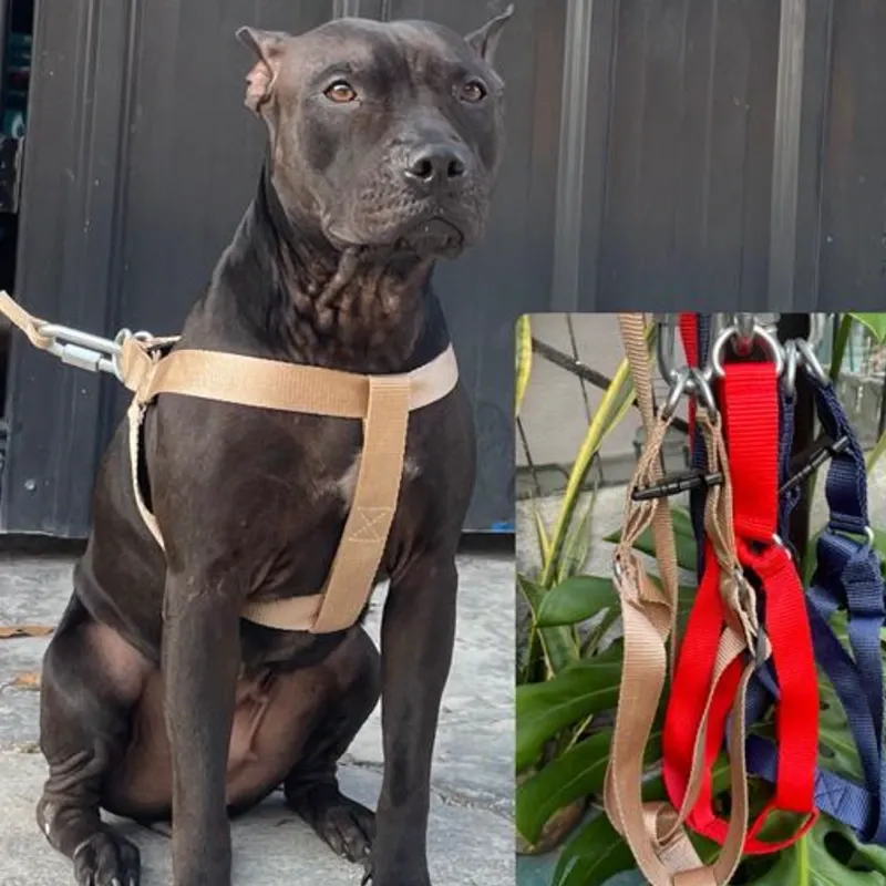 PECHERA COMERCIAL PARA PERROS GRANDES Y FUERTES