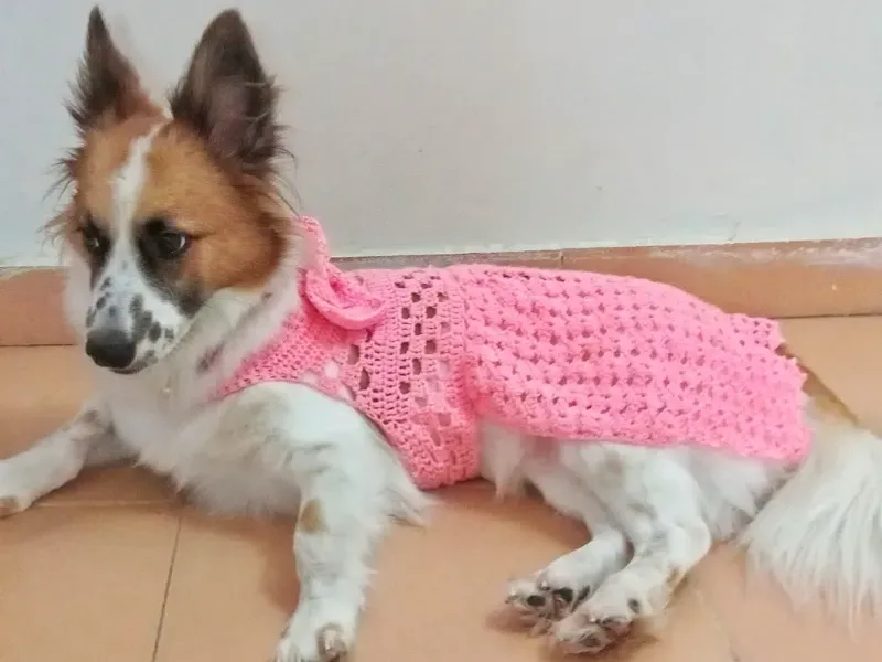 Colección de mascotas "Masha"